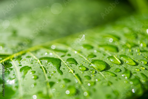 Raindrop on the green leaves.