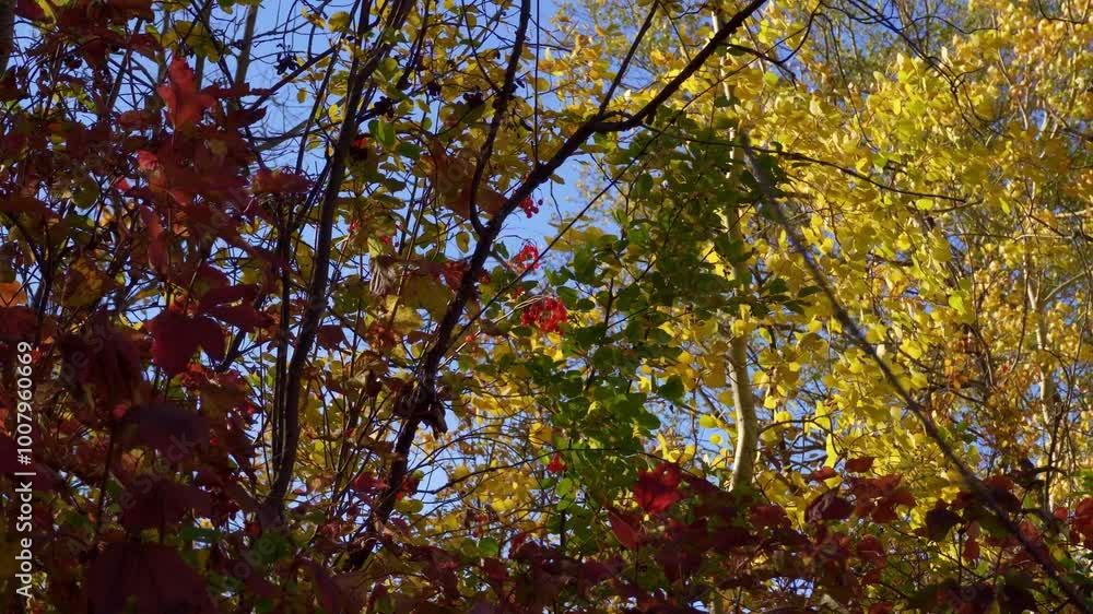 Autumn Leaves, Plants, and Wild Fruits Near Edmonton
Autumn Leaves, Plants, and Wild Fruits Near Edmonton