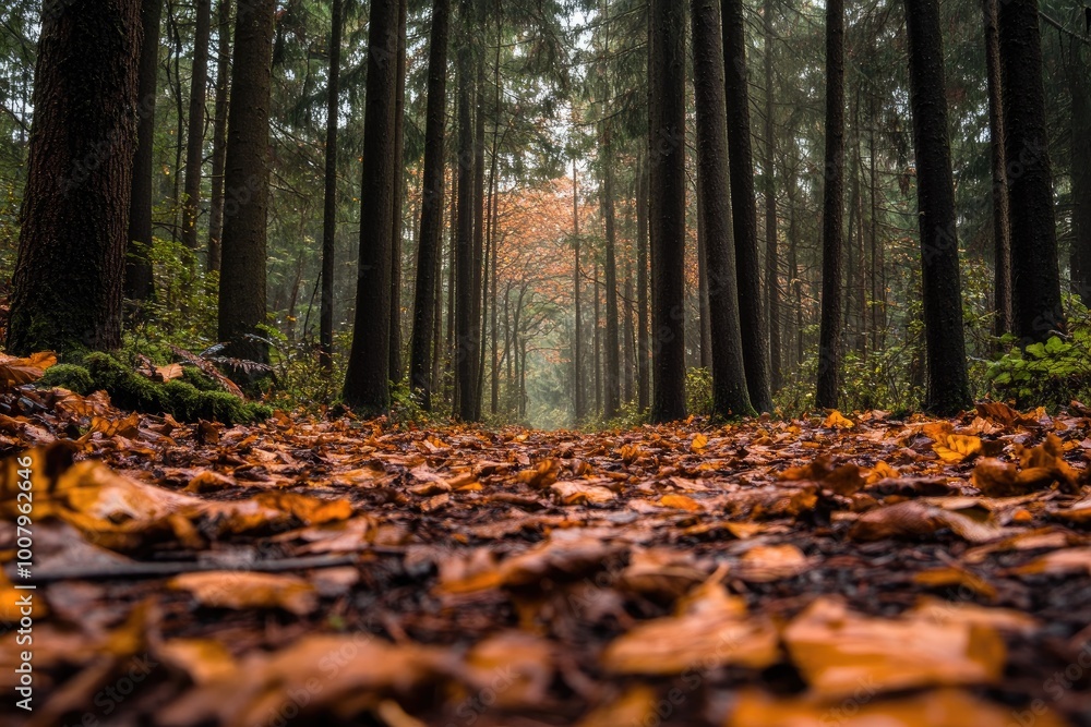 Forest Path Covered in Autumn Leaves Forest Path Covered in Autumn Leaves