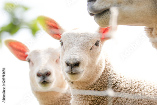 spring lambs  photo