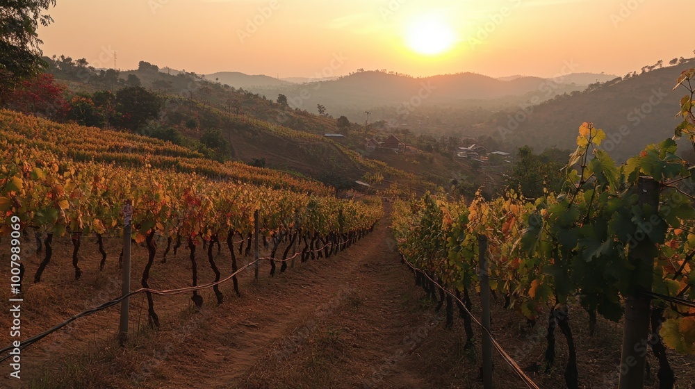 Fototapeta premium A beautiful sunset view at the vineyards in Wang Nam Khiao, with grapevines glowing in the evening light.