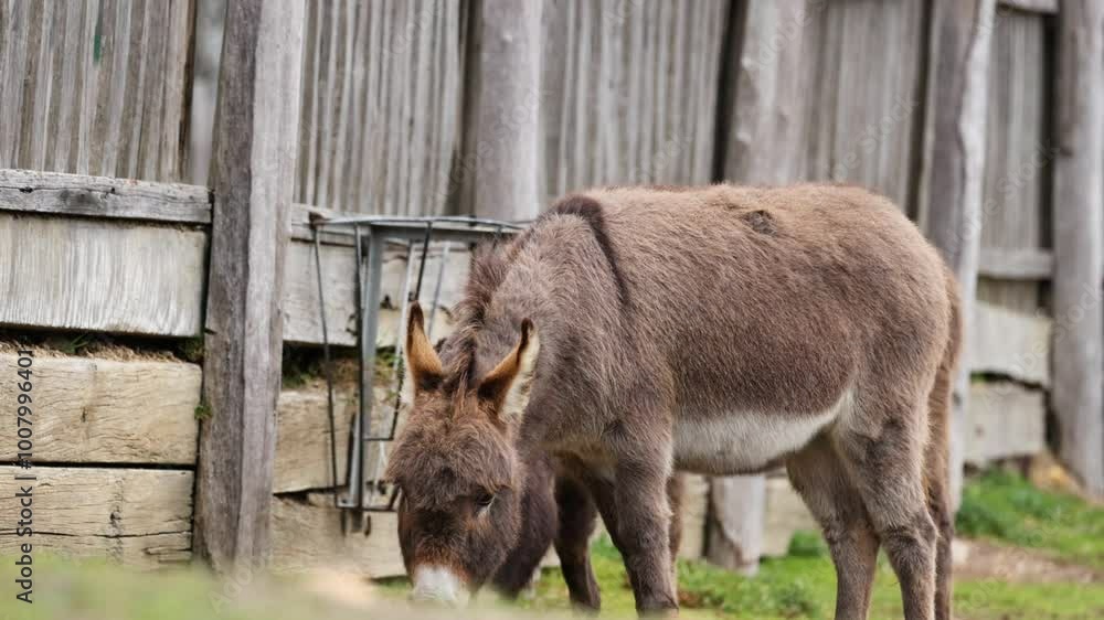 Donkey Grazing Near Wooden Fence