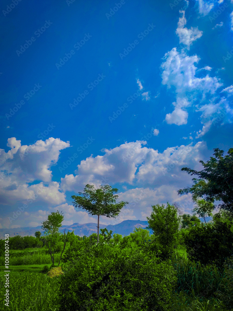 Obraz premium trees and sky