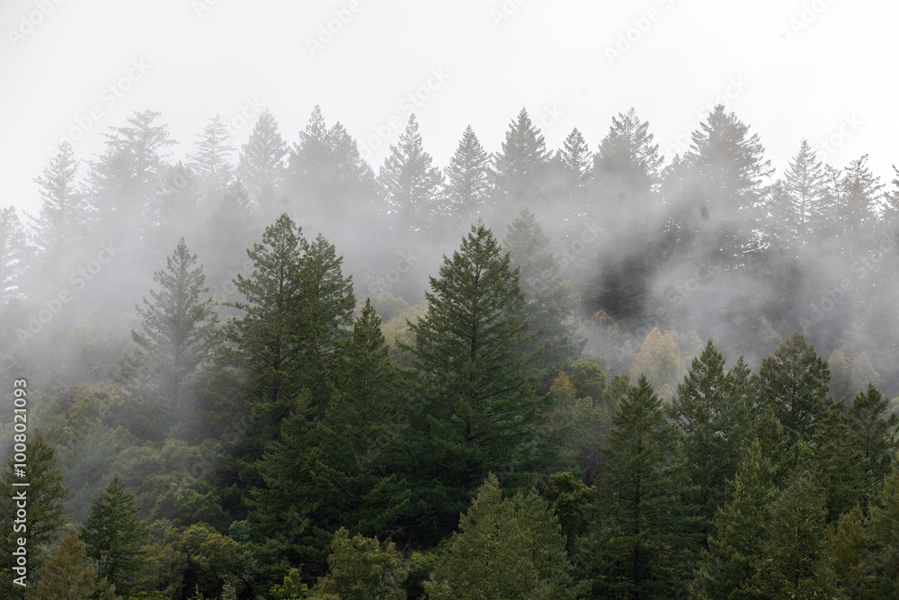 Foggy Forest at Long Ridge Open Space Preserve, Santa Cruz Mountains, California. Foggy Forest at Long Ridge Open Space Preserve, Santa Cruz Mountains, California.