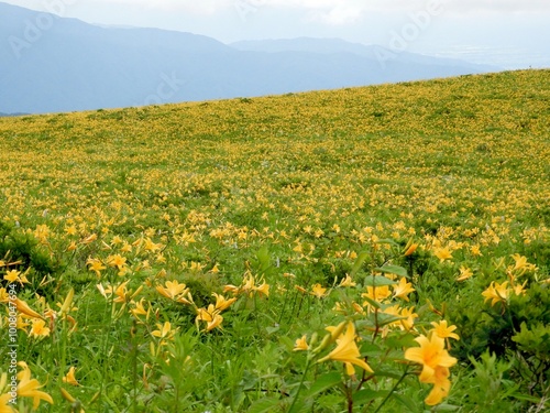 ニッコウキスゲ B