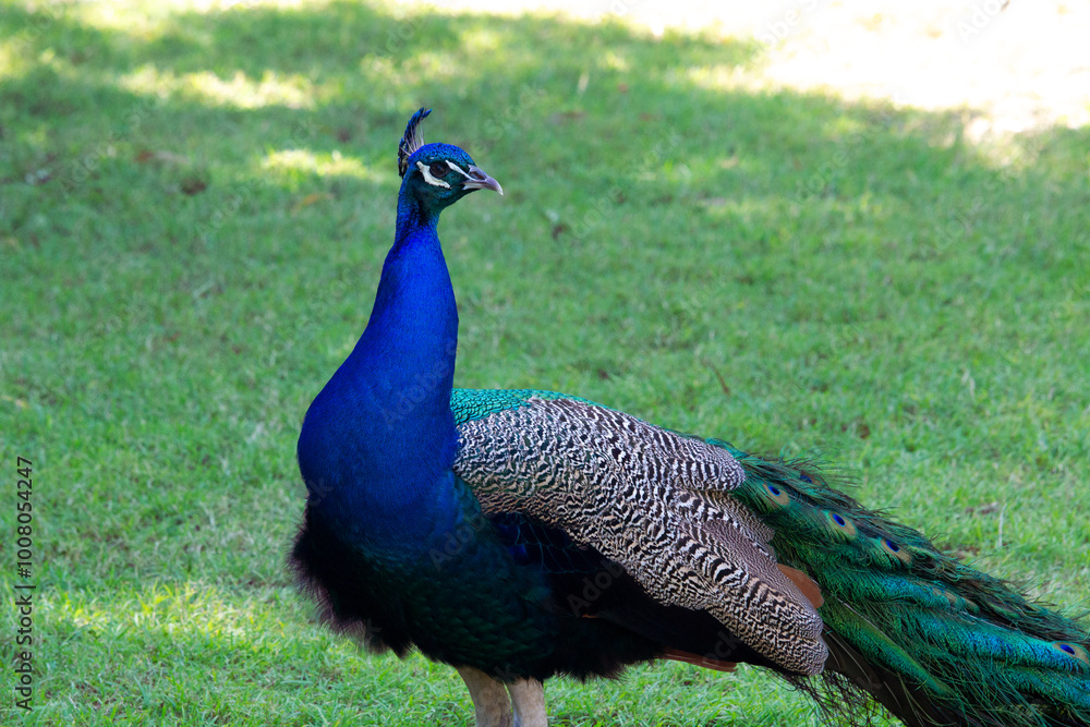 Fototapeta premium Wild Peacocks in Macintosh Island Park, Surfers Paradise, Australia.