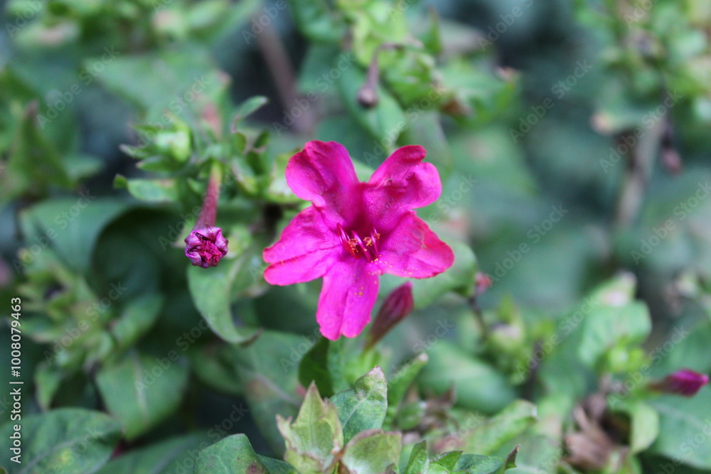 Marvel of Peru, Mirabilis jalapa or four o'clock plant Marvel of Peru, Mirabilis jalapa or four o'clock plant