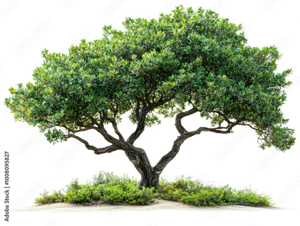 single tree isolated on white transparent background. Generative AI single tree isolated on white transparent background. Generative AI