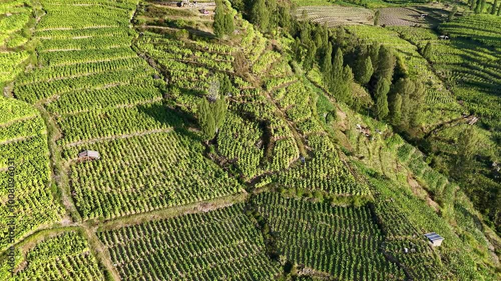 Drone fly over green agricultural field on the hillside. 4K aerial view of plantation.