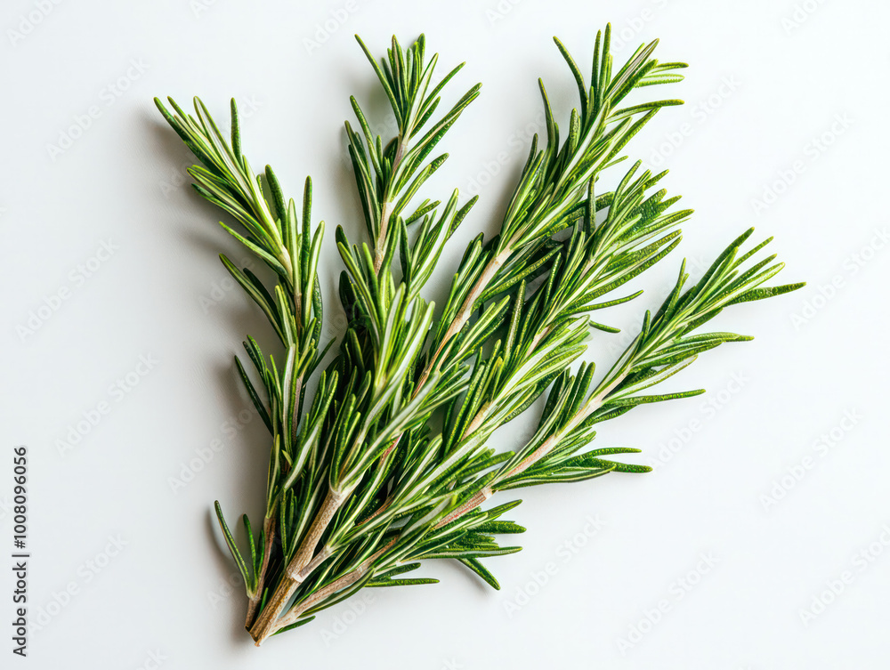 Fototapeta premium Fresh green organic rosemary leaves isolated on white transparent background. Generative AI