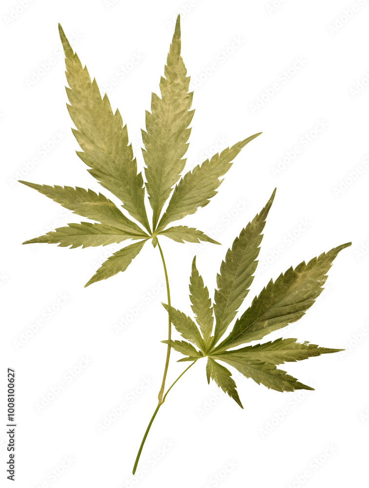 PNG Real Pressed a green cannabis leafs herbs plant paper. PNG Real Pressed a green cannabis leafs herbs plant paper.