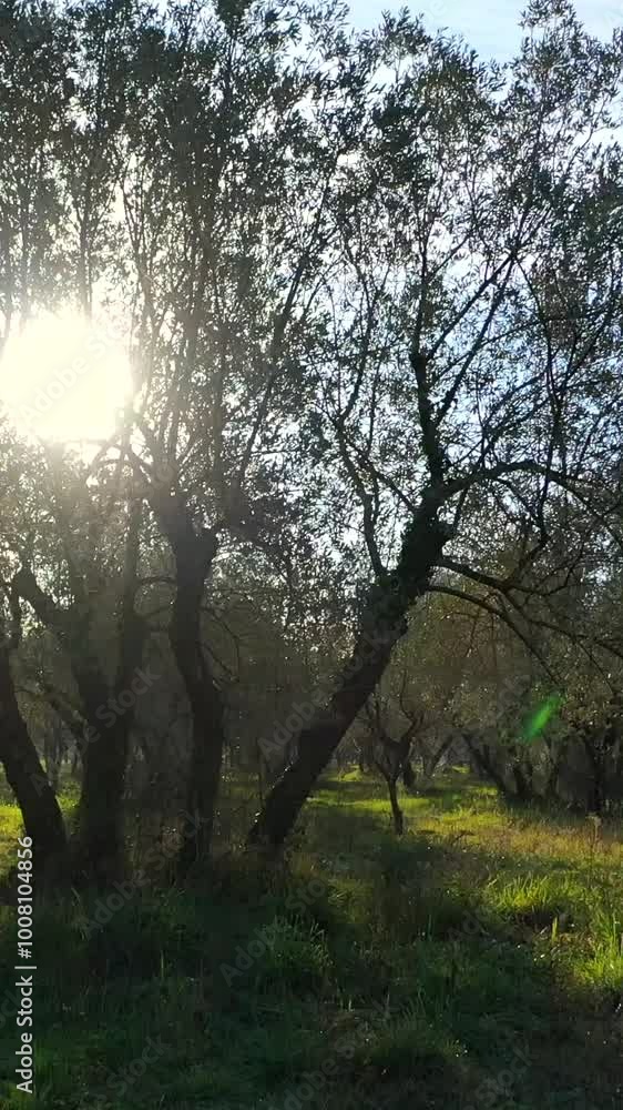 Olive tree, lush olive plant. Italian olive groves.
Drone view of olive trees scattered all over the Italian territory. Tuscany, Lazio, Puglia, Liguria, Italy. Olive tree, lush olive plant. Italian olive groves.
Drone view of olive trees scattered all over the Italian territory. Tuscany, Lazio, Puglia, Liguria, Italy.
