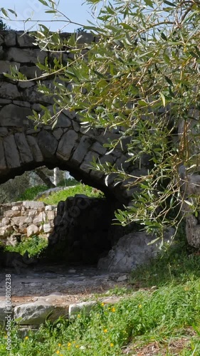 Ulivo, pianta rigoglisa delle olive. Uliveti italiani.
Vista dal drone degli alberi delle olive sparsi sututto il territorio italiano. Toscana, Lazio, Puglia, Liguria, Italia.