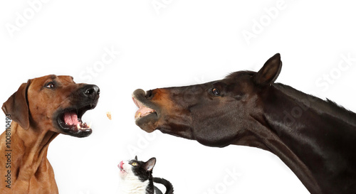 group of animals looking up with their mouths open and tongues out . horse cat dog chicken  photo