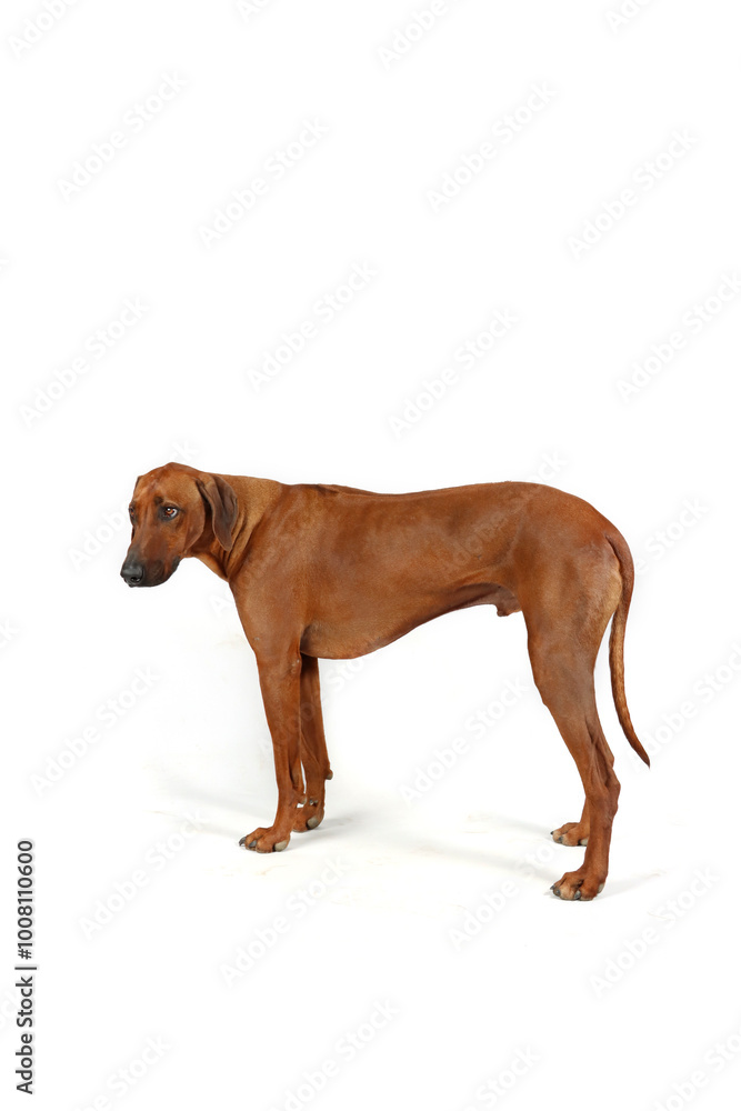 standing dachshund dog isolated on white