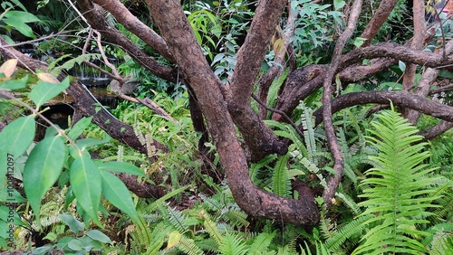 Garden in green tree 