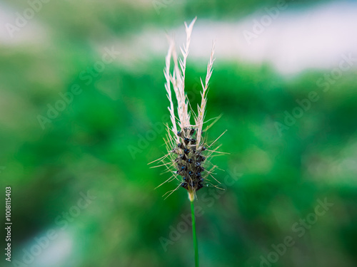 Cenchrus Ciliaris (Buffel Grass) Growing in Arid Environment photo