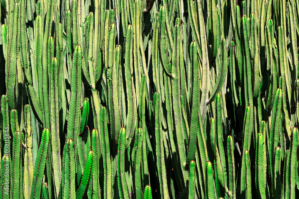 Green cactus plants growing background. Cactus plants arranged together in a vibrant desert landscape