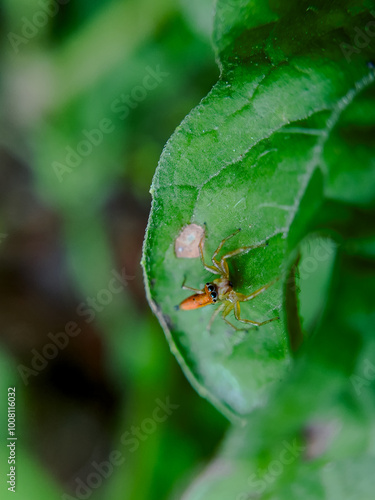 Lynx Spider (Oxyopes salticus) Resting on Green Leaf photo