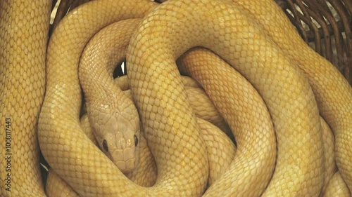 Closeup of the white snake, albino Japanese rat snake, lying in a coil. 4K  photo