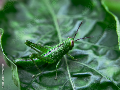 Common Green Grasshopper (Omocestus viridulus) on Grass Blade photo