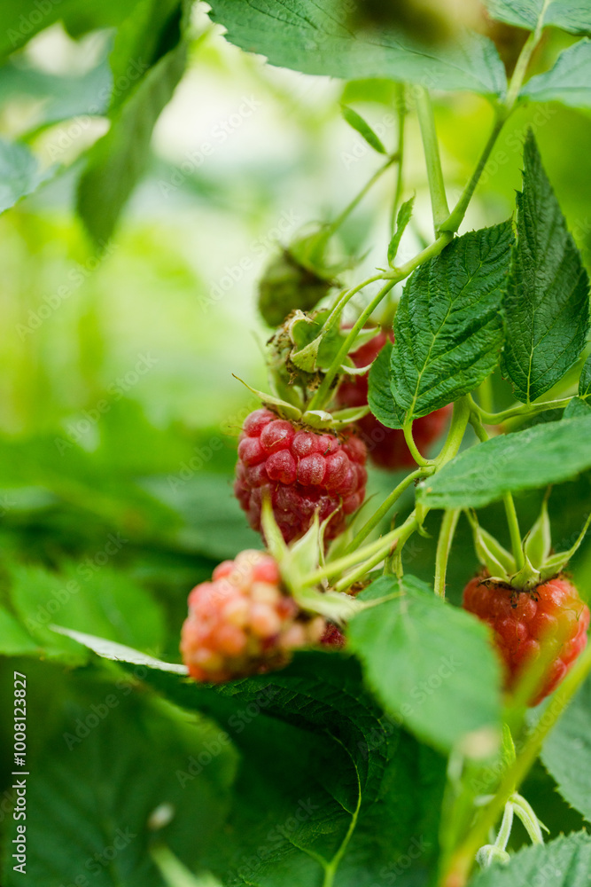 Branch with ripe raspberry in the garden. Selective focus. Shallow depth of field. Branch with ripe raspberry in the garden. Selective focus. Shallow depth of field.