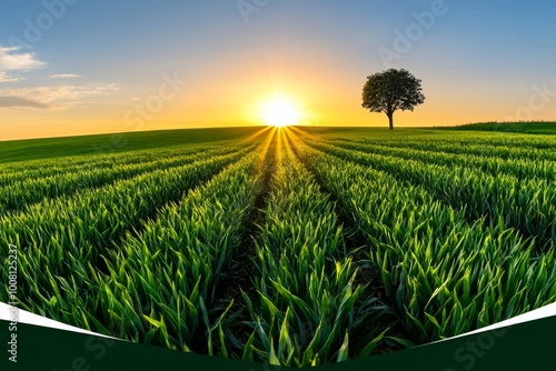 A wide-open field under a rising sun, with a single tree in the distance, symbolizing the endless potential that tomorrowâ€™s opportunities offer photo