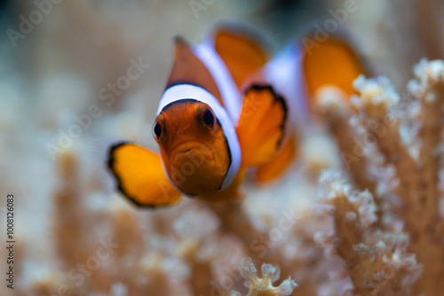 Angry clownfish in the aquarium. photo