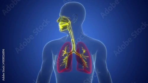 Human Respiratory System Lungs Anatomy Animation Concept