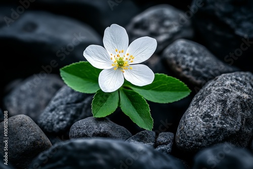 Hyper-realistic image of a single wildflower growing between rocks, with every texture and color of the flower and its surroundings perfectly captured, symbolizing resilience in nature