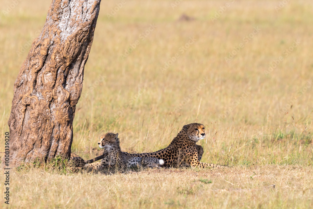 Cheetah with cubs lying down and looking Cheetah with cubs lying down and looking