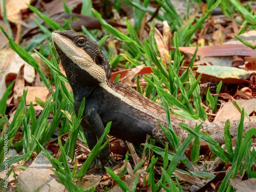 Amphibolurus centralis : Centralian Lashtail Dragon in Australia photo