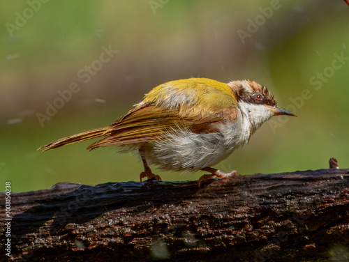 White-throated Honeyeater - Melithreptus albogularis in Australia photo