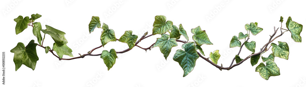 Wild Vine Cayratia. Full Plant, Leaf Detail, and Vine Close. Up. Isolated on a Transparent Background. Cutout PNG. Wild Vine Cayratia. Full Plant, Leaf Detail, and Vine Close. Up. Isolated on a Transparent Background. Cutout PNG.