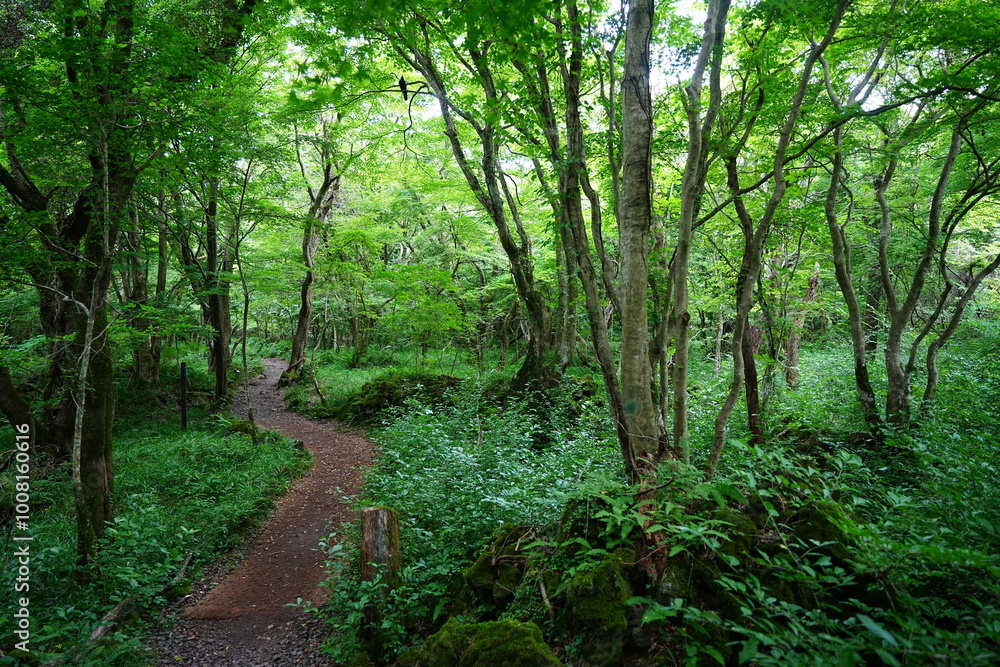 fine path through refreshing spring forest fine path through refreshing spring forest