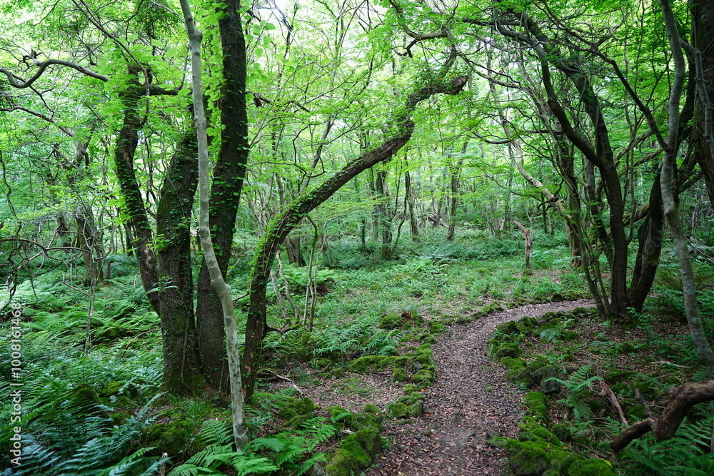 Fototapeta premium mossy old trees and fresh ferns in spring forest