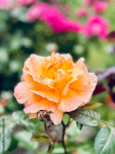 Close up on Orange Yellow Rose, In Christchurch Emglish Garden, New Zealand - Concept of Nature, Flower, Outdoor, Travel