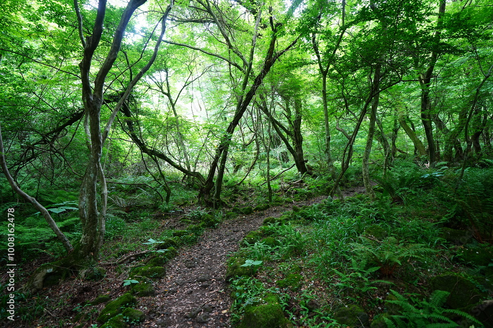 fine path through refreshing spring forest fine path through refreshing spring forest