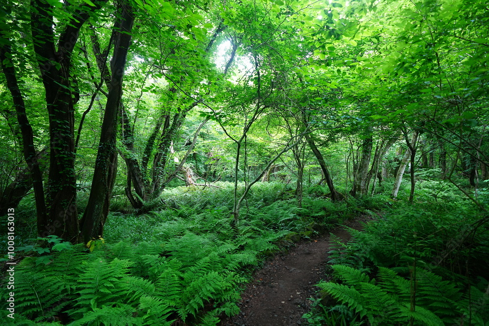 dense ferns in spring forest dense ferns in spring forest