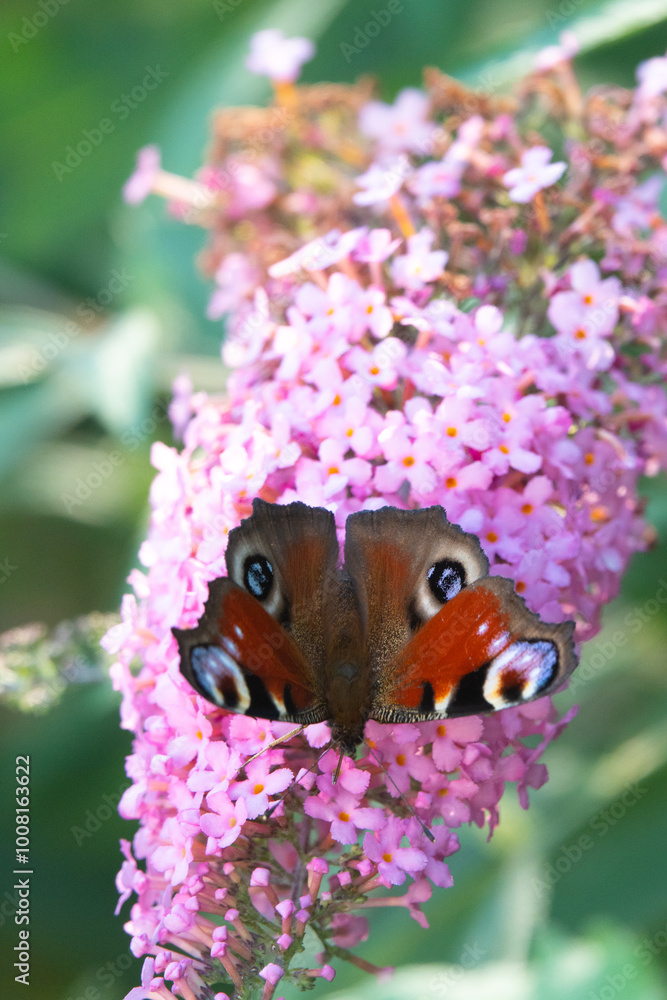 butterfly on the Buddleja davidii butterfly on the Buddleja davidii