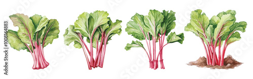 Rhubarb Plant Watercolor Illustration