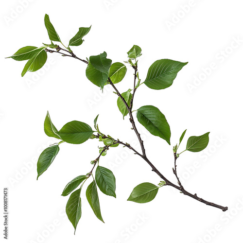 Detailed Branch of a Bird Cherry Tree, Focus on Foreground Leaves. Isolated on a Transparent Background. Cutout PNG.