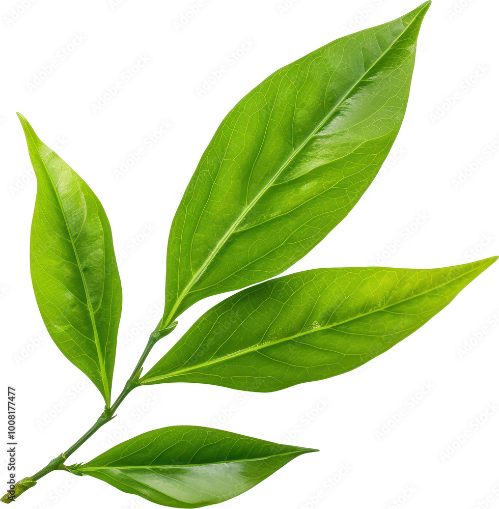 Obraz premium Fresh green tea leaves