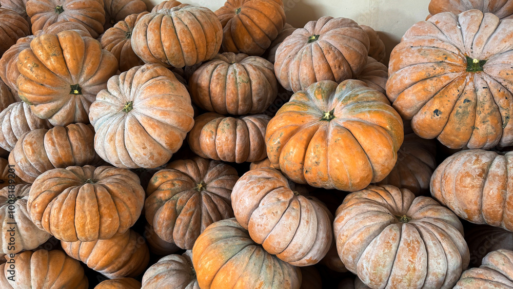 Freshly picked pumpkins ready to be sold for eating or for Halloween Freshly picked pumpkins ready to be sold for eating or for Halloween