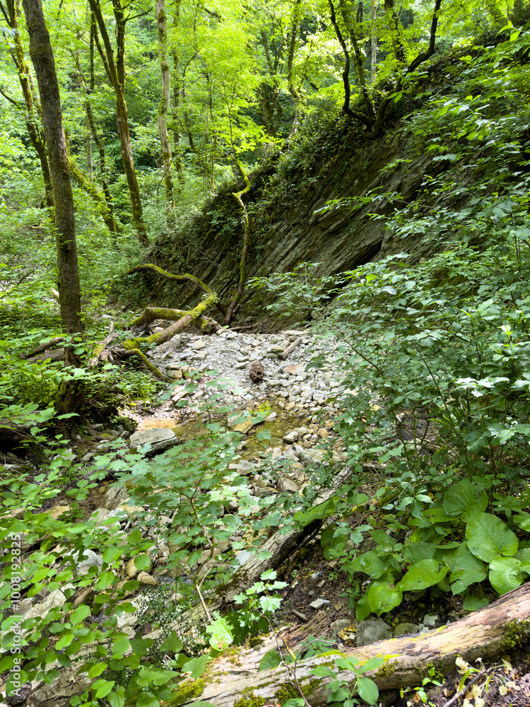 Trees in the forest grow on rocky cliffs of the mountains. Summer Trees in the forest grow on rocky cliffs of the mountains. Summer