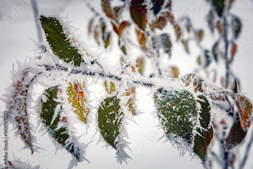 Huge hoarfrost on the autumn leaves. Nature Winter background with snowy foliage tree brunches. Bush with huge hoarfrost outdoors in Winter garden. Beauty in nature.  Frozen plants after snowfall. photo