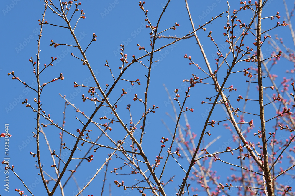Phaya suae flower or sakura flower in Thailand Phaya suae flower or sakura flower in Thailand