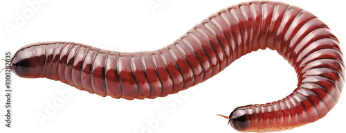 Red millipede on black