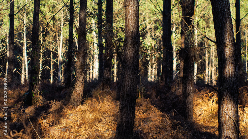 Obraz premium Automne dans la forêt des Landes de Gascogne