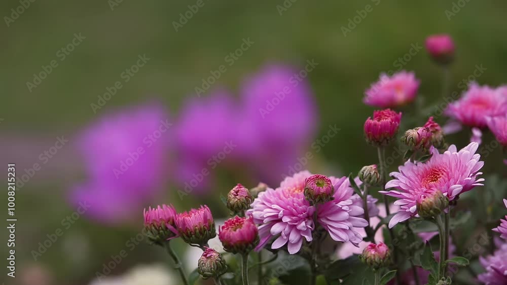 Macro view of bright pink chrysanthemums moving in the wind. The green background is softly blurred, highlighting the flowers' vibrant bloom in the autumn garden. Macro view of bright pink chrysanthemums moving in the wind. The green background is softly blurred, highlighting the flowers' vibrant bloom in the autumn garden.